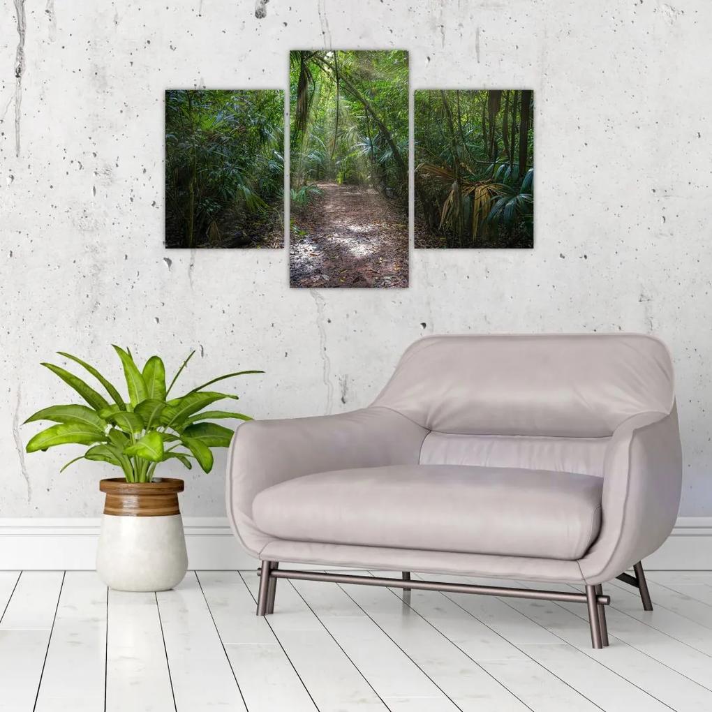 Obraz - Slnečné lúče v džungli (90x60 cm)