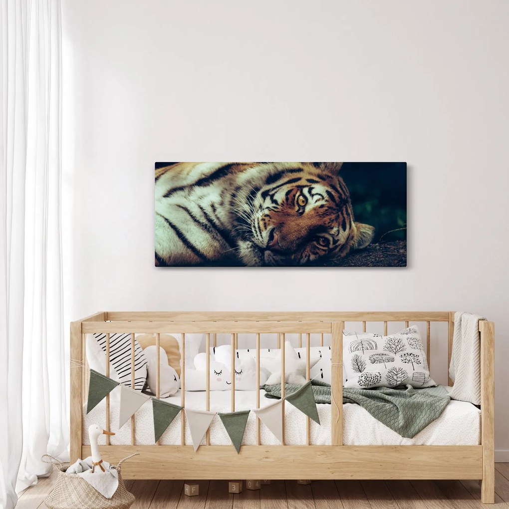 Obraz - Tiger Sibírsky (120x50 cm)