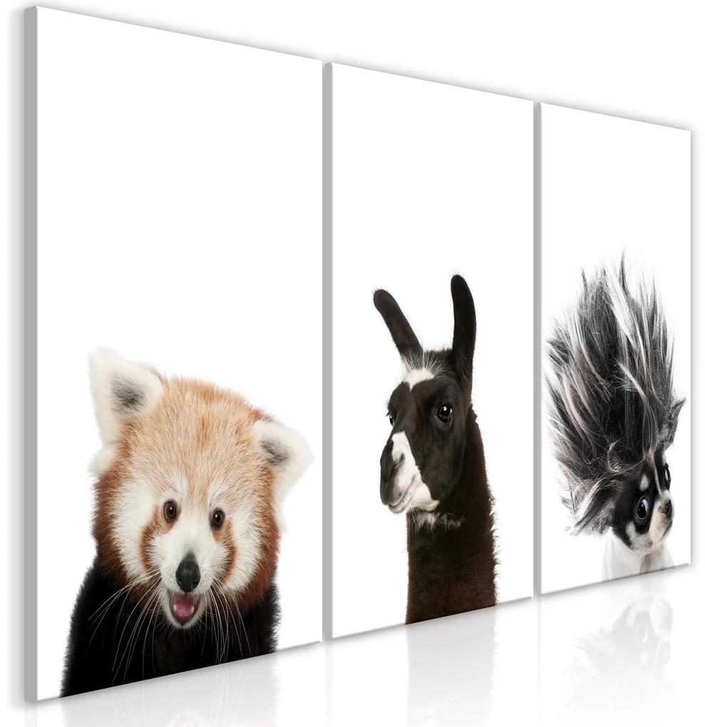 Artgeist Obraz - Friendly Animals (Collection) Veľkosť: 60x30, Verzia: Standard
