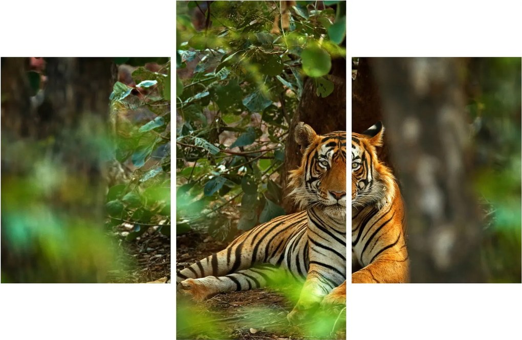 Obraz odpočívajúceho tigra (90x60 cm)