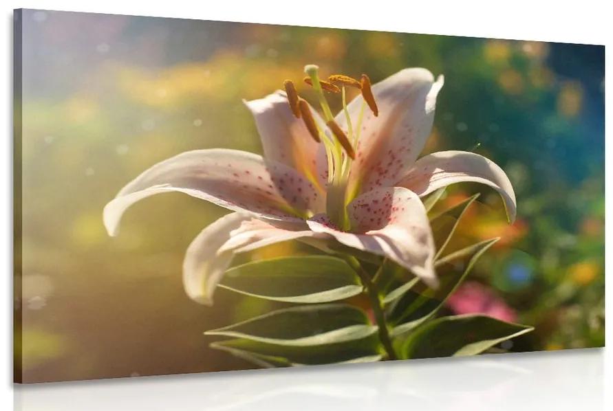 Obraz nádherný kvet s retro nádychom Varianta: 90x60