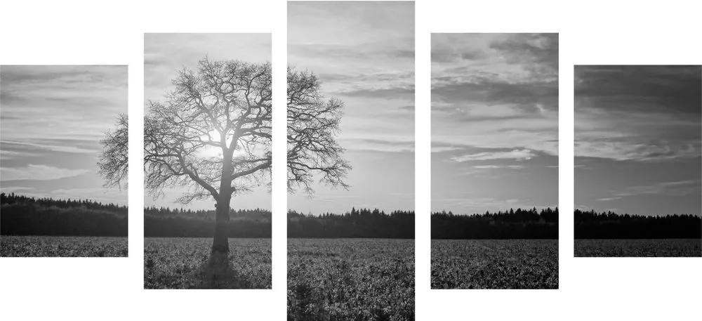 5-dielny obraz osamelého stromu v čiernobielom prevedení - 100x50