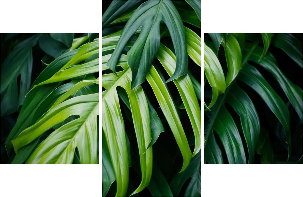 Obraz - Tropické listy (90x60 cm)