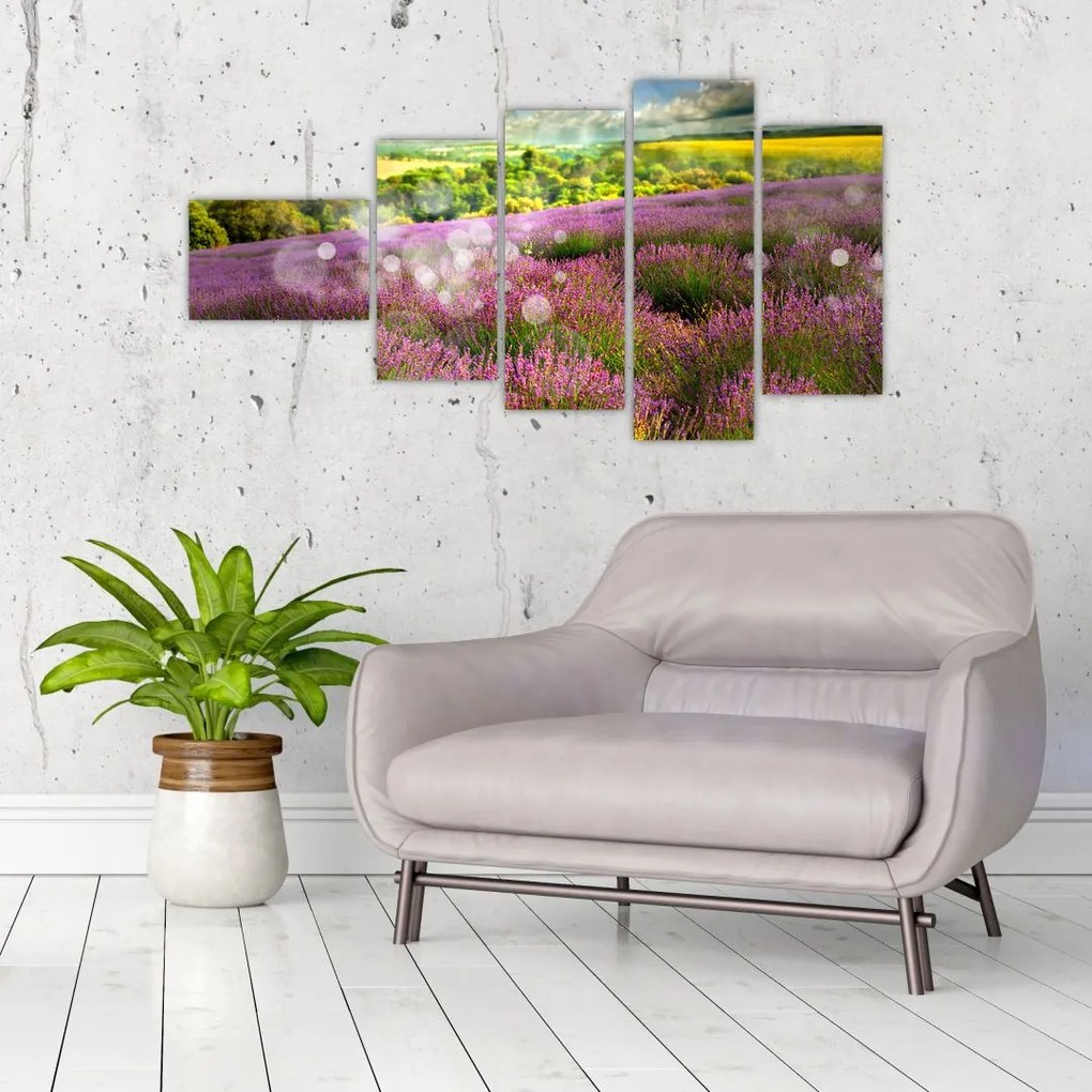 Levanduľové polia - obraz