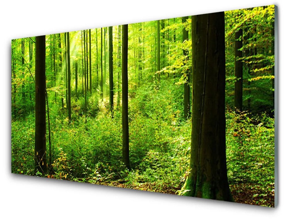 Obraz plexi Les zeleň stromy príroda 100x50cm