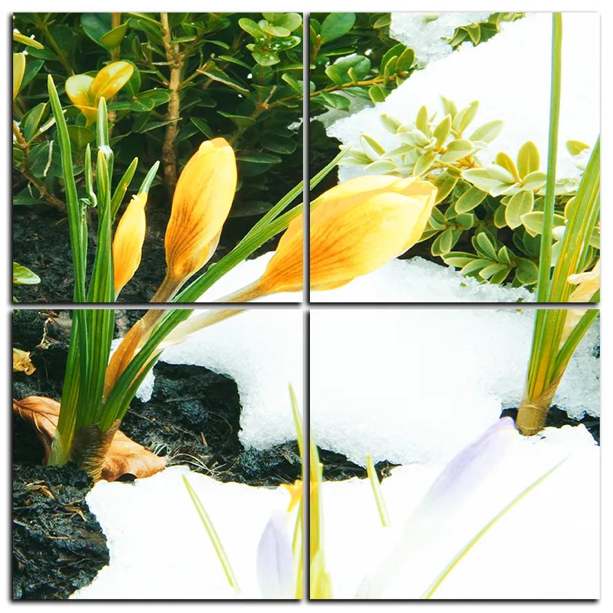 Obraz na plátne - Skoré jarné kvetiny - štvorec 3242E (100x100 cm)