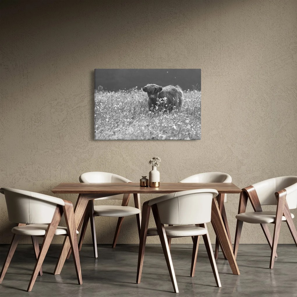 Obraz - Škótska krava 5, čiernobiela (90x60 cm)