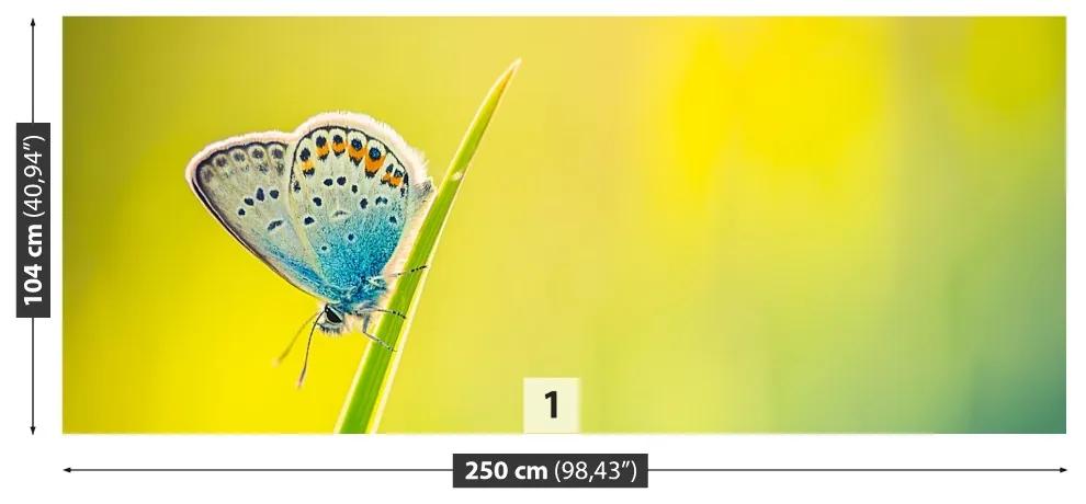 Fototapeta Vliesová Motýľ 152x104 cm
