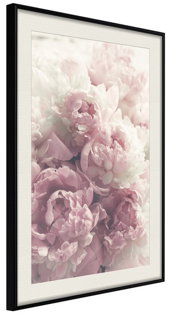 Artgeist Plagát - Delicate Peonies [Poster] Veľkosť: 30x45, Verzia: Čierny rám s passe-partout