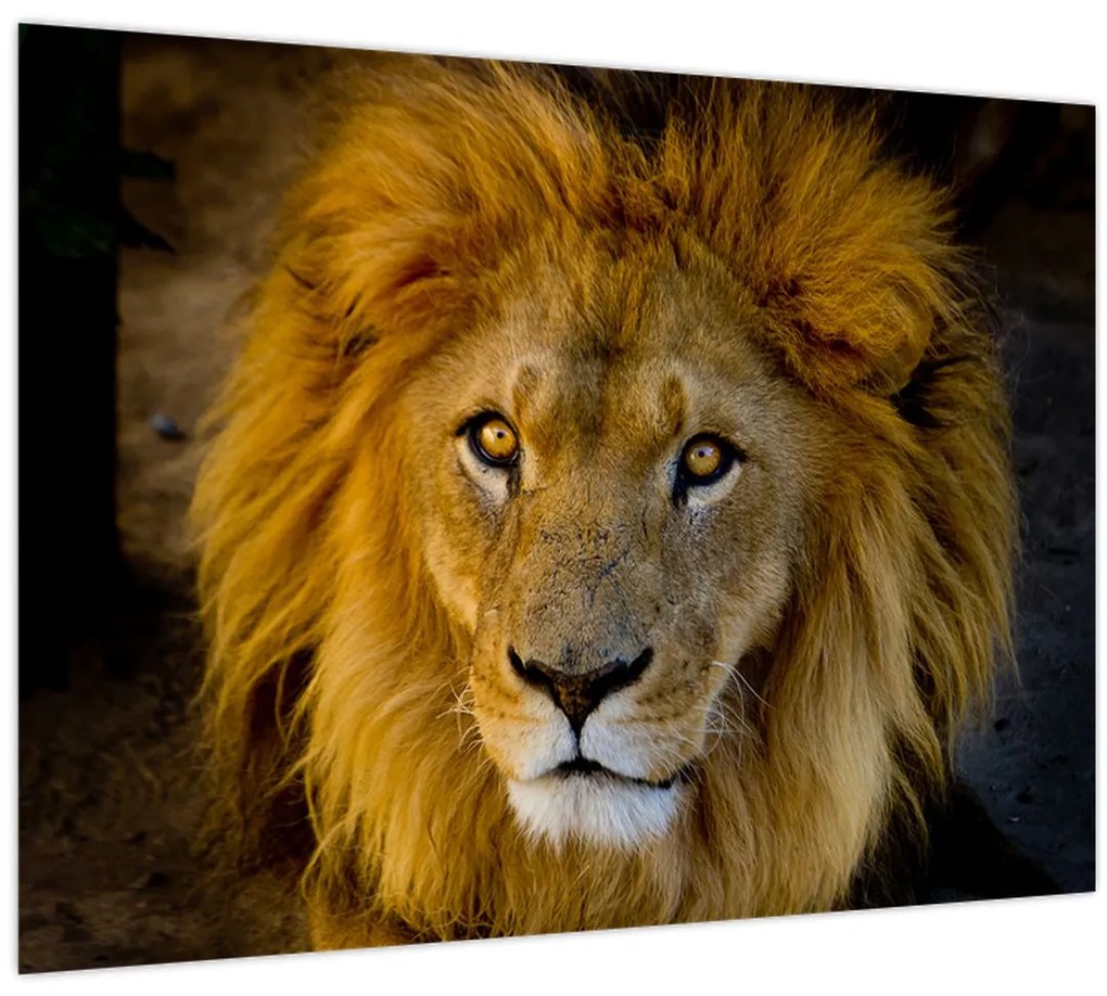 Obraz - Portrét leva (70x50 cm)