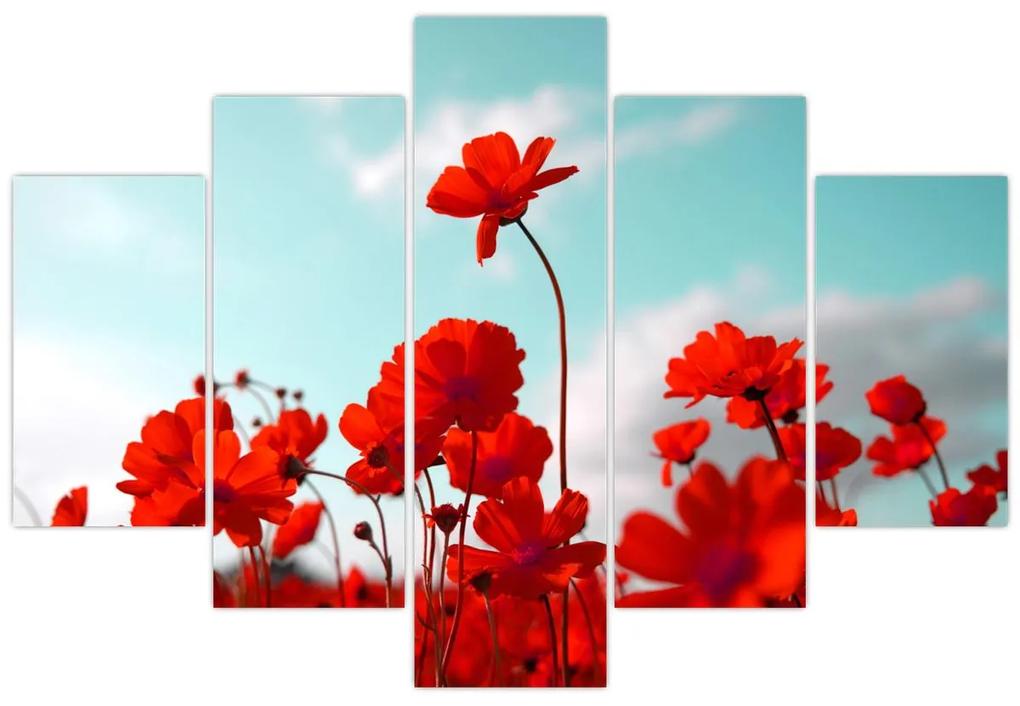 Obraz poľa s jasne červenými kvetmi (150x105 cm)