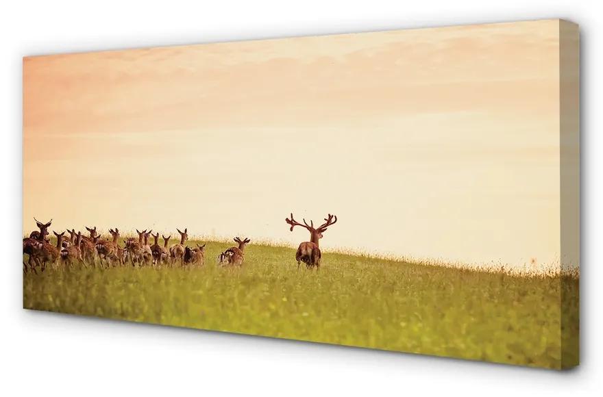 Obraz na plátne Stádo jeleňov poľa svitania 120x60 cm