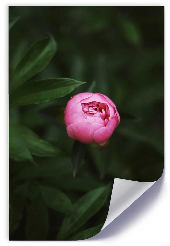 Gario Plagát Osamelá ružová pivonka Farba rámu: Bez rámu, Rozmery: 30 x 45 cm