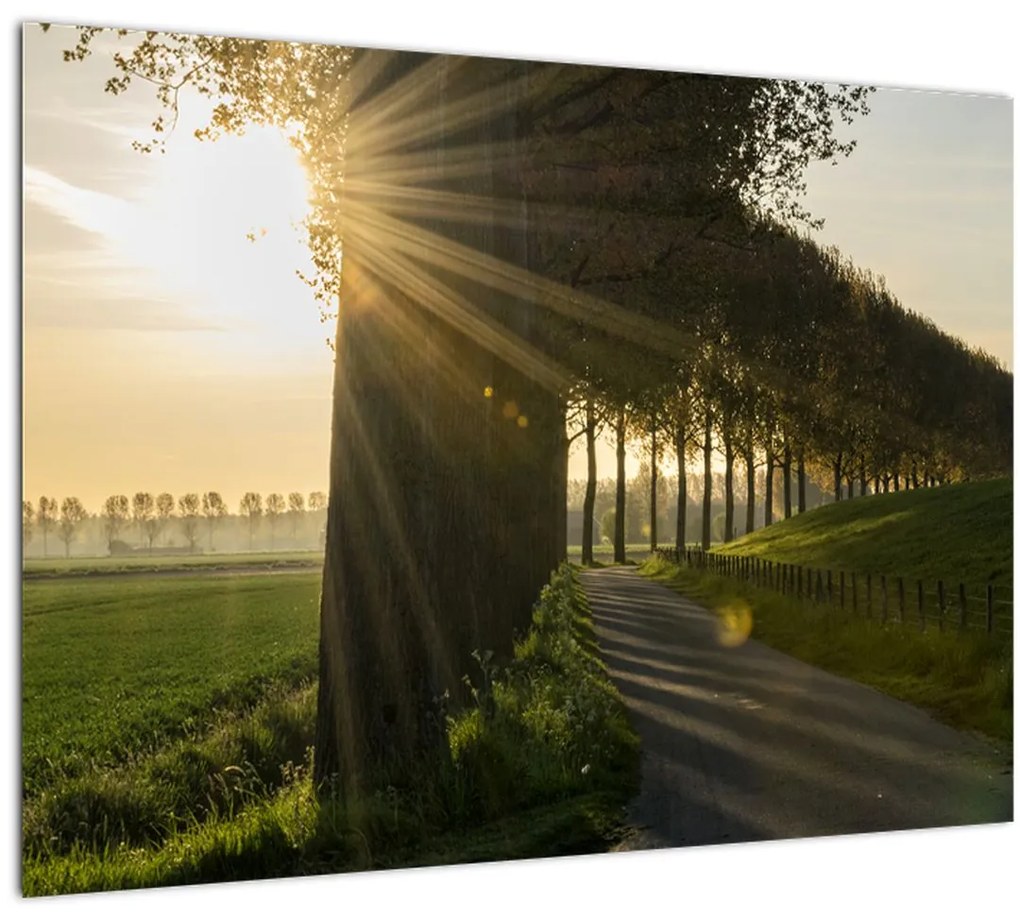 Sklenený obraz aleje (70x50 cm)