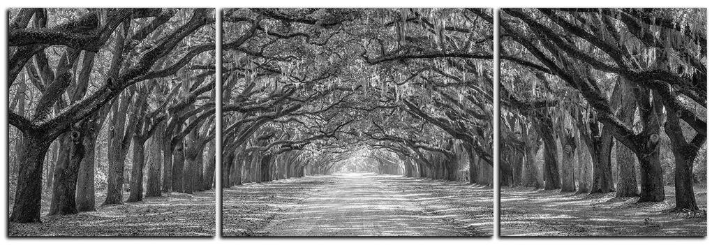 Obraz na plátne - Historické dubové stromy lemované poľnou cestou - panoráma 5239QC (120x40 cm)