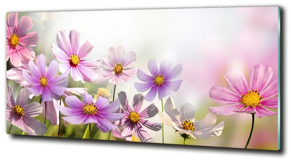 Foto obraz sklo tvrdené Kvety na lúke cz-obglass-125x50-50039707
