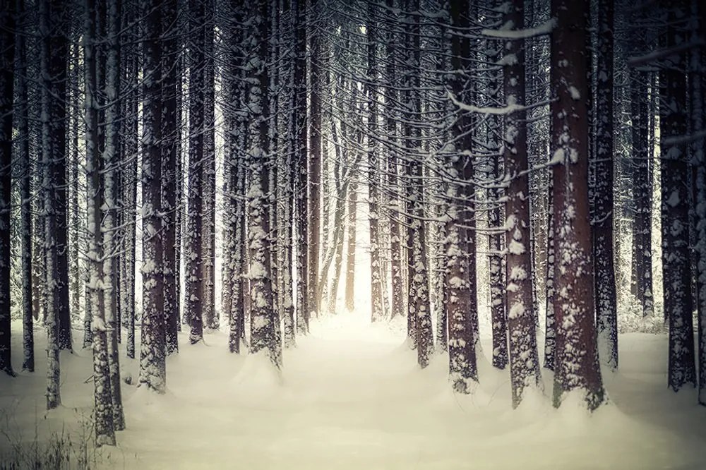 Fototapeta les zahalený snehom - 150x100