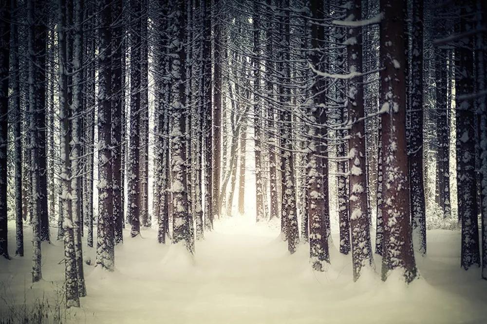 Fototapeta les zahalený snehom - 300x200