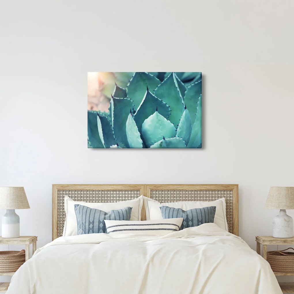 Obraz - Sukulent (90x60 cm)