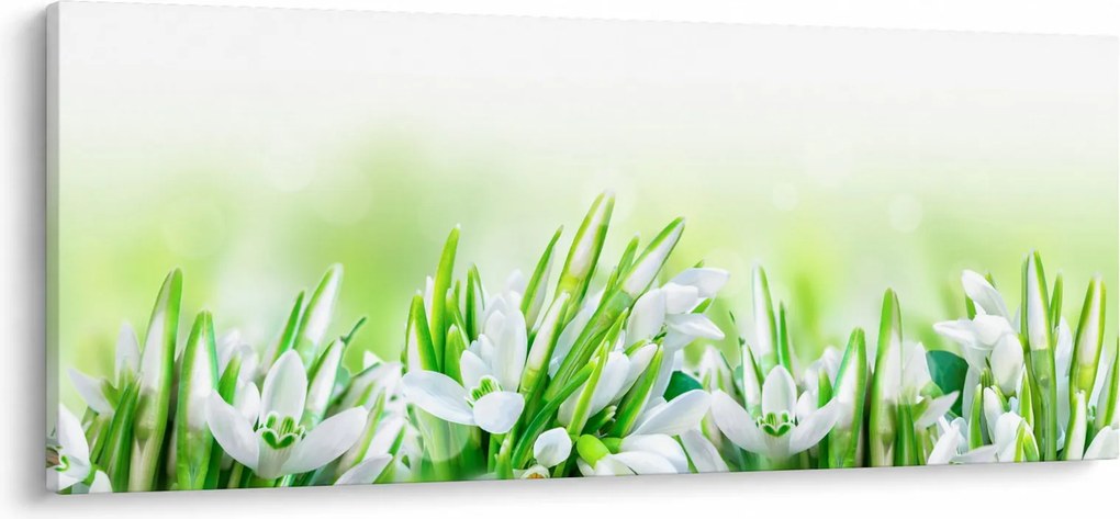 Obraz - Snežienky (120x50 cm)