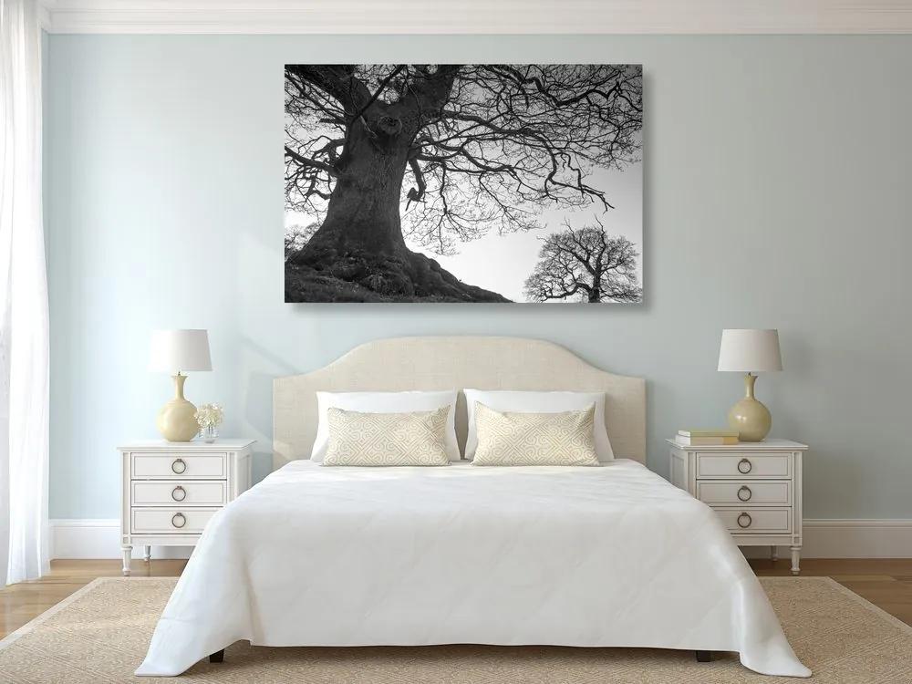 Obraz symbióza stromov v čiernobielom prevedení Varianta: 120x80