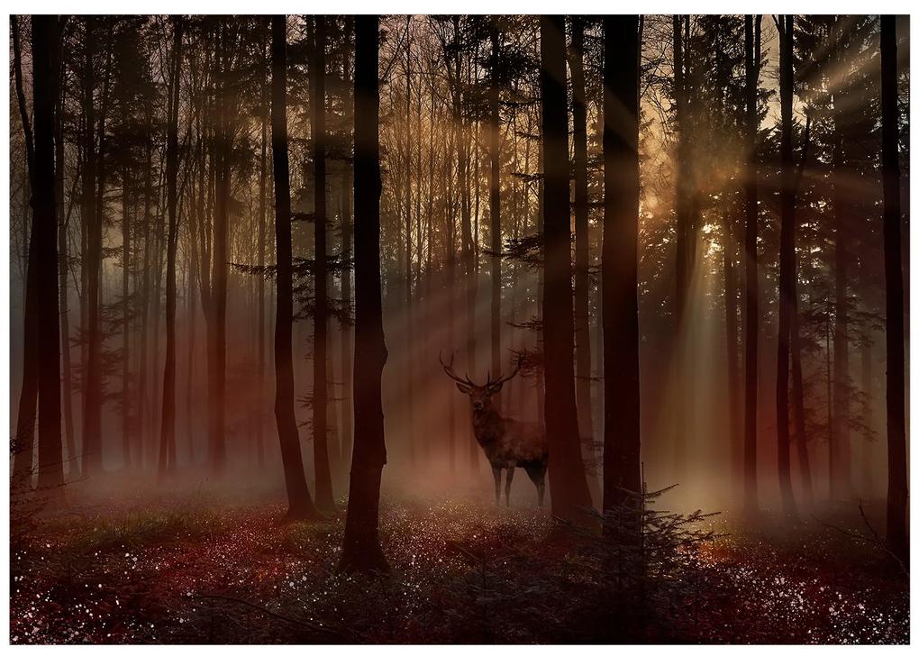 Artgeist Fototapeta - Mystical Forest - First Variant Veľkosť: 100x70, Verzia: Premium