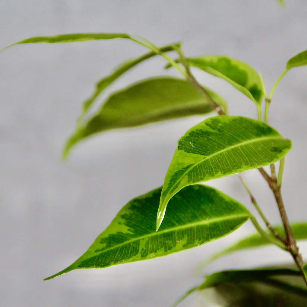 Ficus Benjamina Verano baby