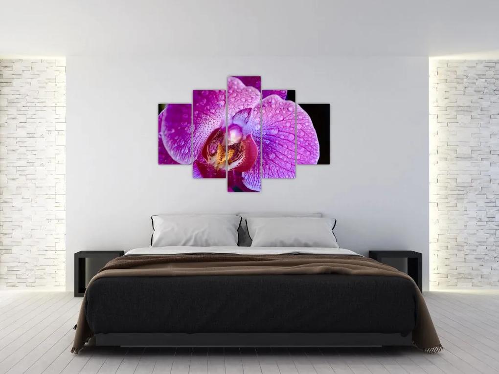 Detailný obraz kvetu orchidey (150x105 cm)