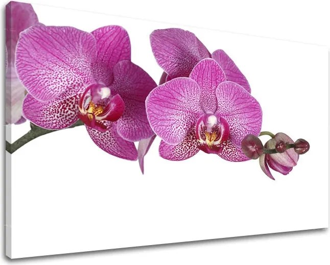 Obraz na stenu KVETY KV031E11 - 40x60 cm