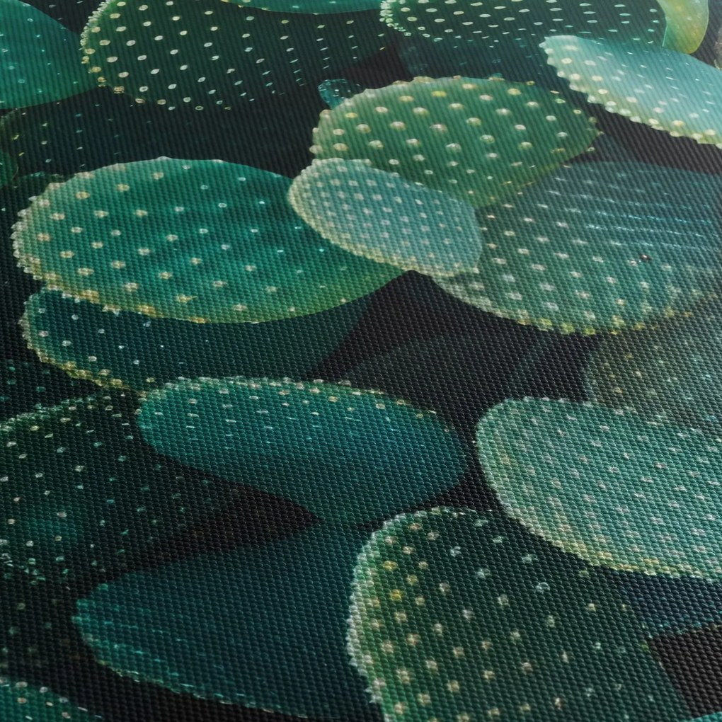 Obraz - Opuncie (90x60 cm)