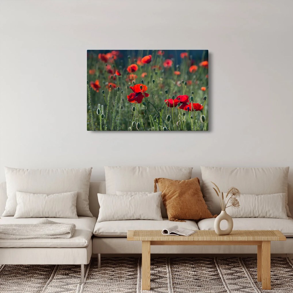 Obraz - Lúka s vlčími makmi (90x60 cm)