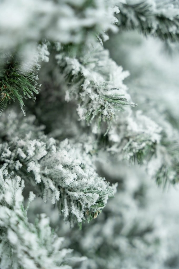 Limpol Vianočný stromček Jedľa Karolína – zasnežená Výška stromčeka: 120 cm