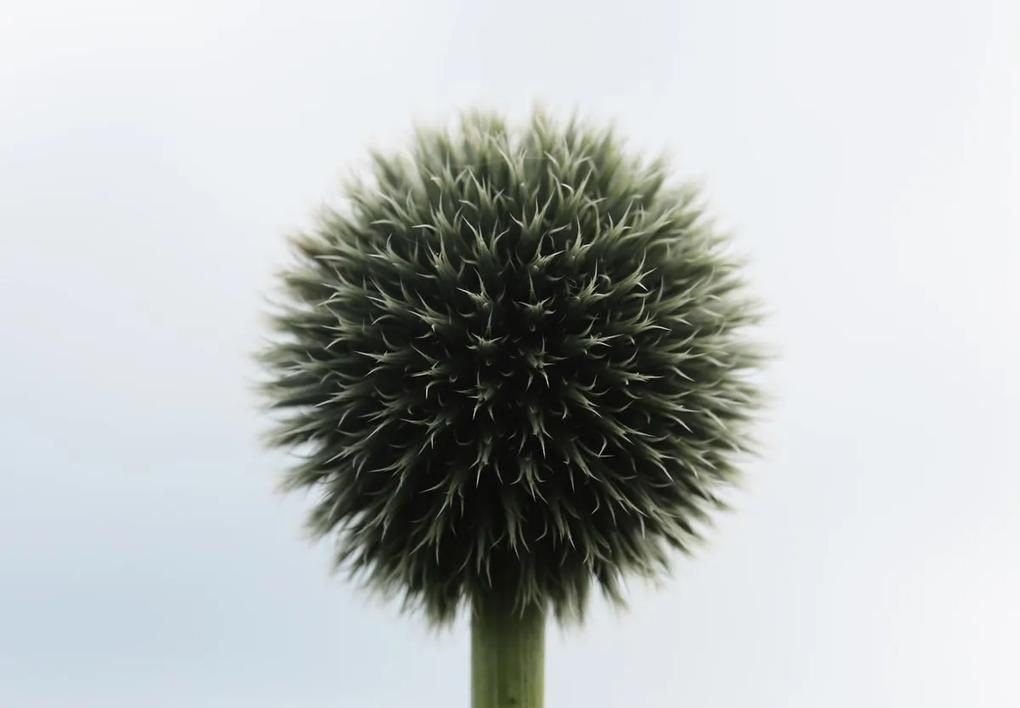 Fototapeta - Tropický kvet (147x102 cm)