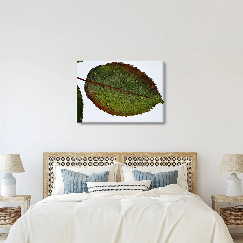 Obraz - List ruže (70x50 cm)