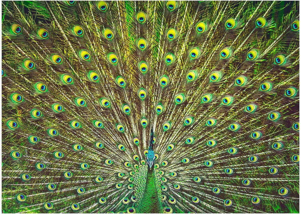 Obraz - Páv (70x50 cm)