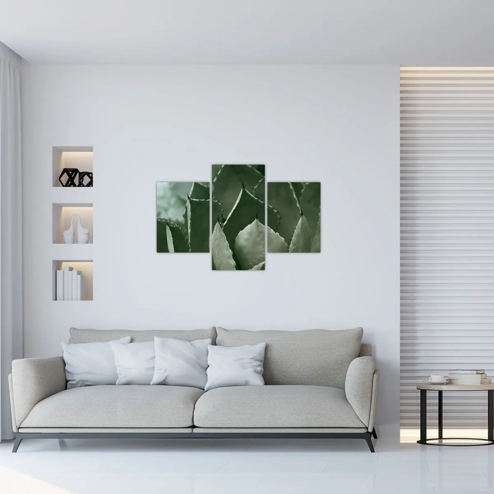 Obraz - Zelená agáve (90x60 cm)