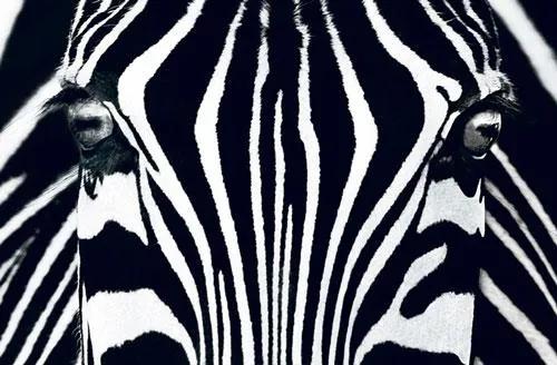Fototapety, rozmer 175 x 115 cm, zebra, W+G 684