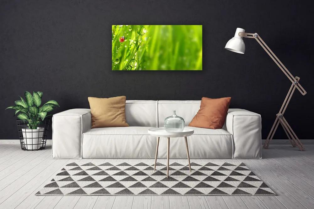 Obraz Canvas Tráva lienka príroda 140x70 cm