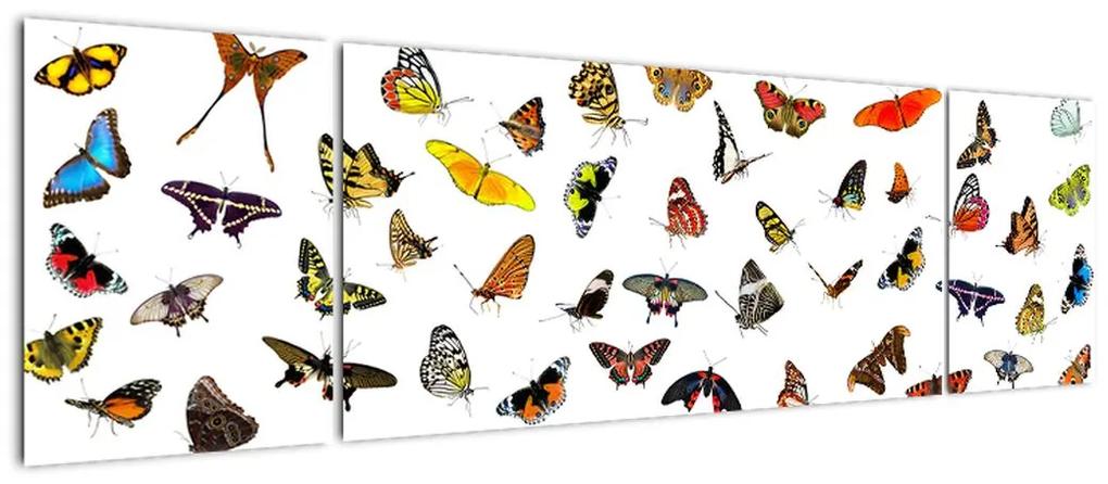 Obrazy motýľov