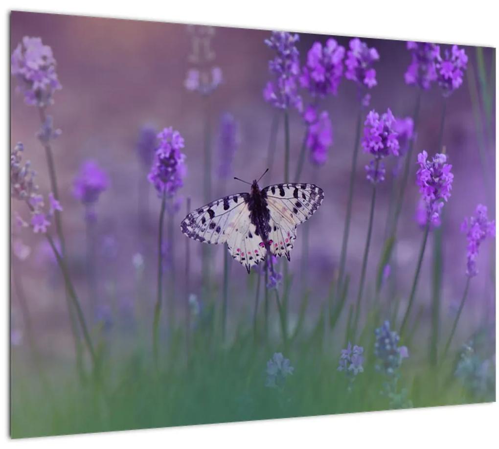 Obraz - Motýľ v levanduli (70x50 cm)