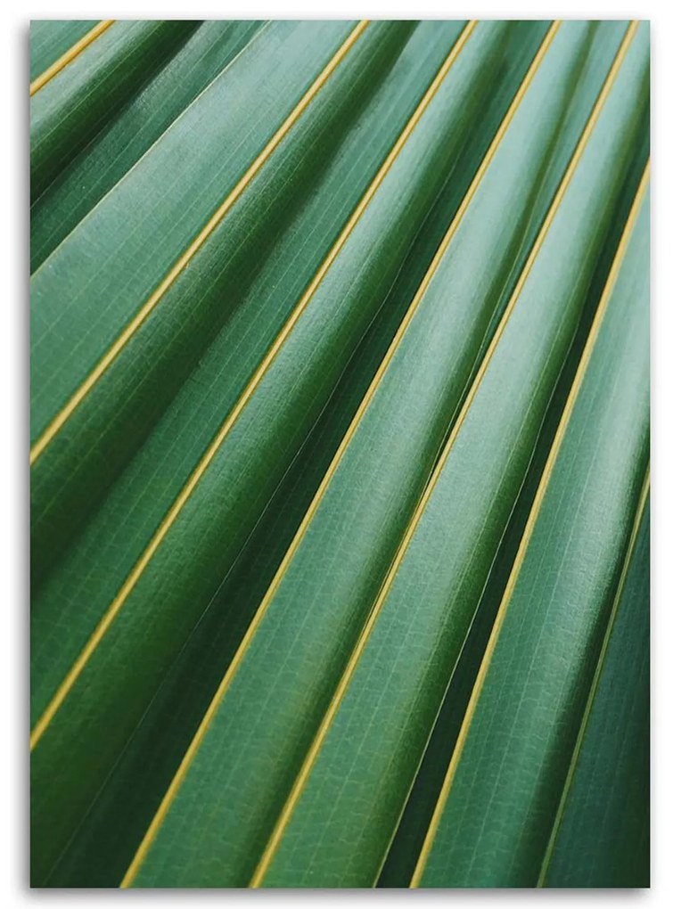 Gario Obraz na plátne Fragment palmového listu Rozmery: 40 x 60 cm