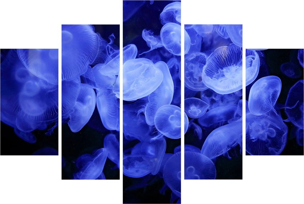 Obraz - Medúzy (150x105 cm)