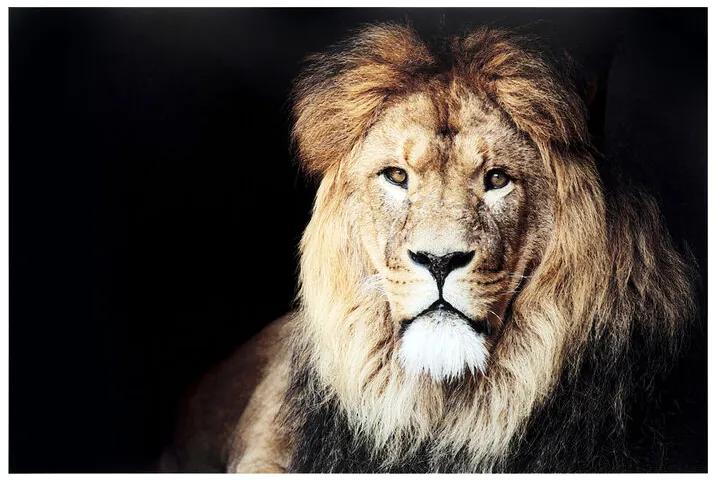 King of Lion obraz čierny/hnedý