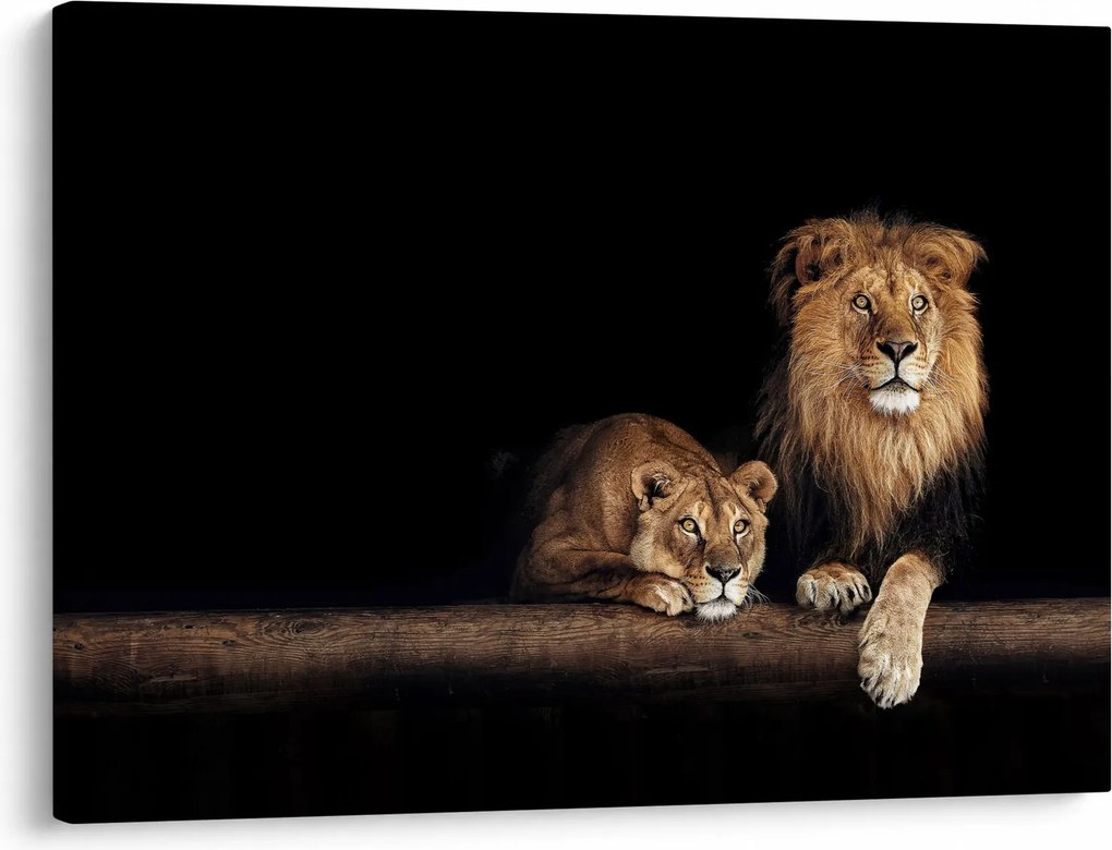 Obraz - Lev a levice (70x50 cm)