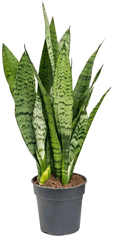 Sansevieria zeylanica 14x50 cm