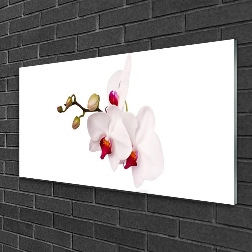 Skleneny obraz Kvety príroda orchidea 140x70 cm
