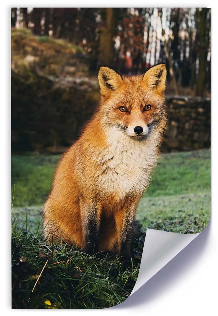 Gario Plagát Líška v lese Farba rámu: Bez rámu, Rozmery: 40 x 60 cm