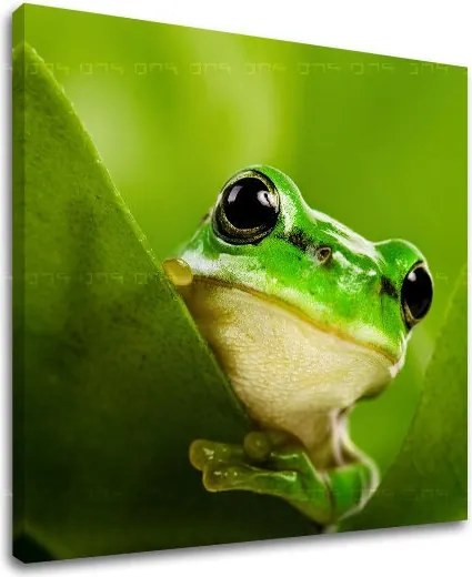 Obraz na stenu ZVIERATÁ