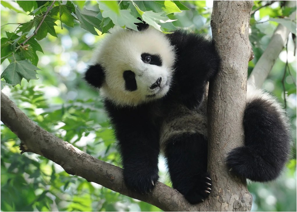 Obraz - Panda na strome (70x50 cm)