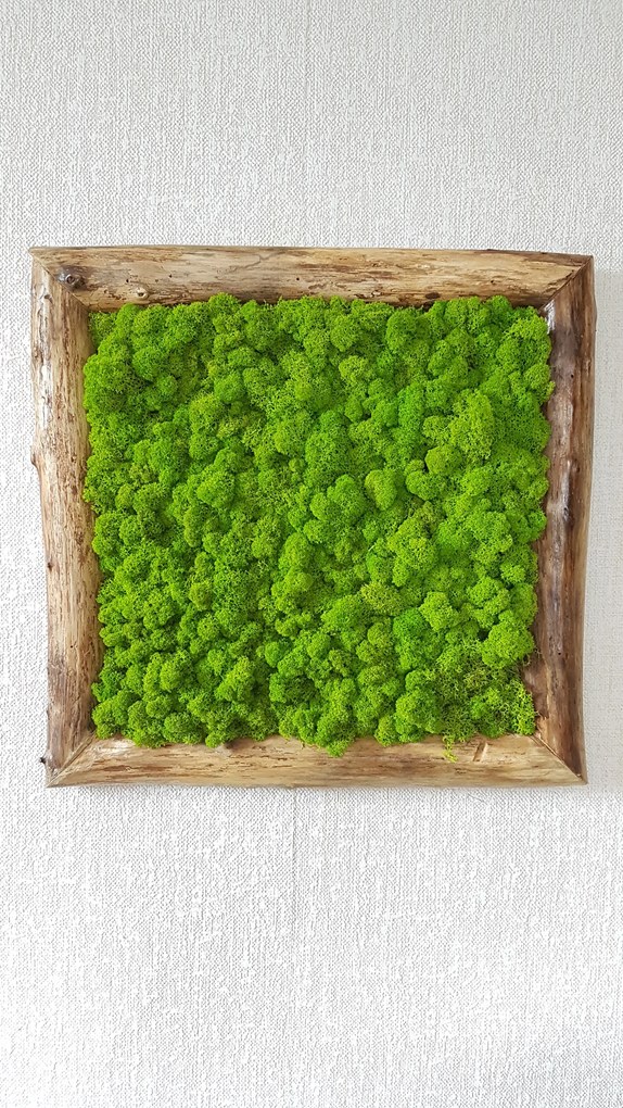 Machový obraz v masívnom ráme: 50cm x 50cm